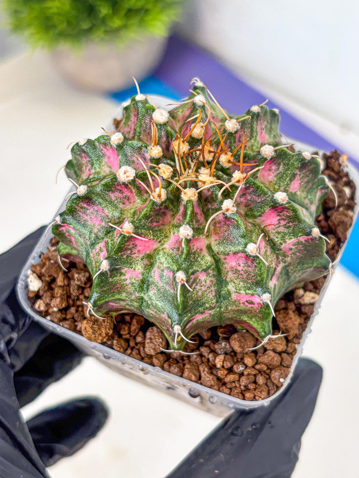 Gymnocalycium T-Lux Neon (gy14) (13) | Collector’s Edition