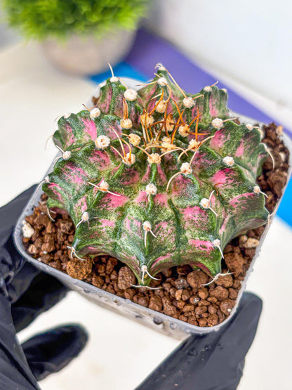 Gymnocalycium T-Lux Neon (gy14) (13) | Collector’s Edition