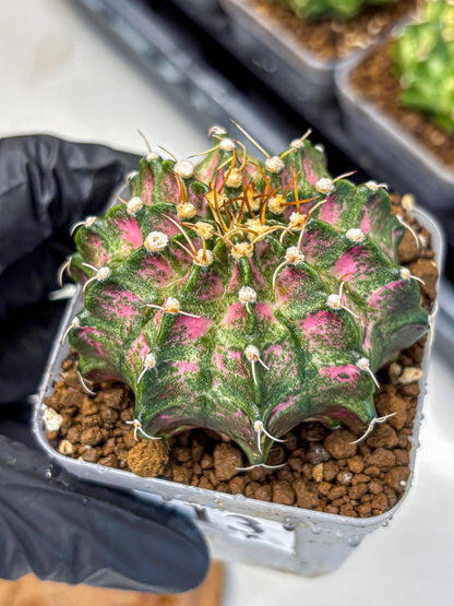 Gymnocalycium T-Lux Neon (gy14) (13) | Collector’s Edition