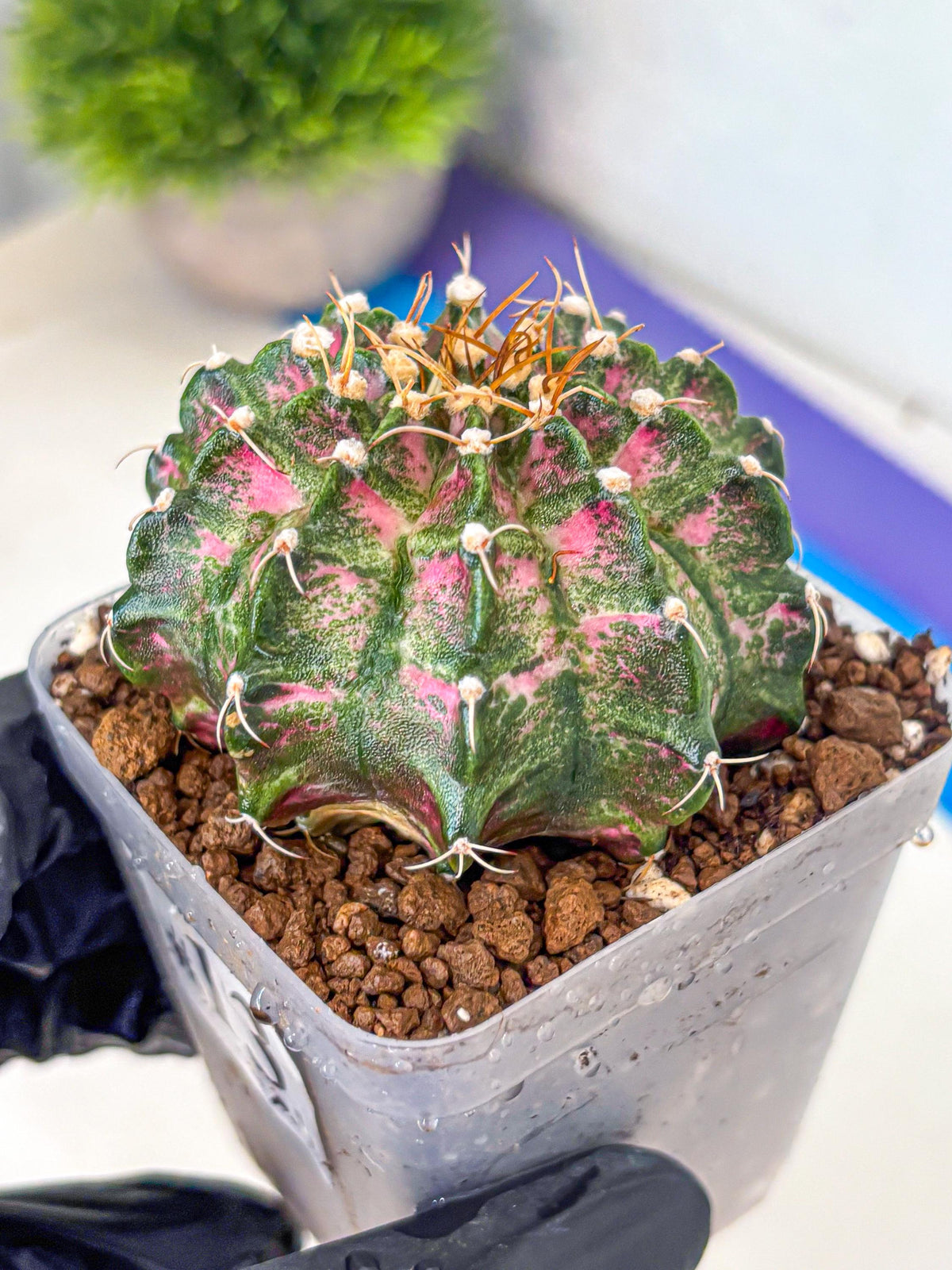 Gymnocalycium T-Lux Neon (gy14) (13) | Collector’s Edition
