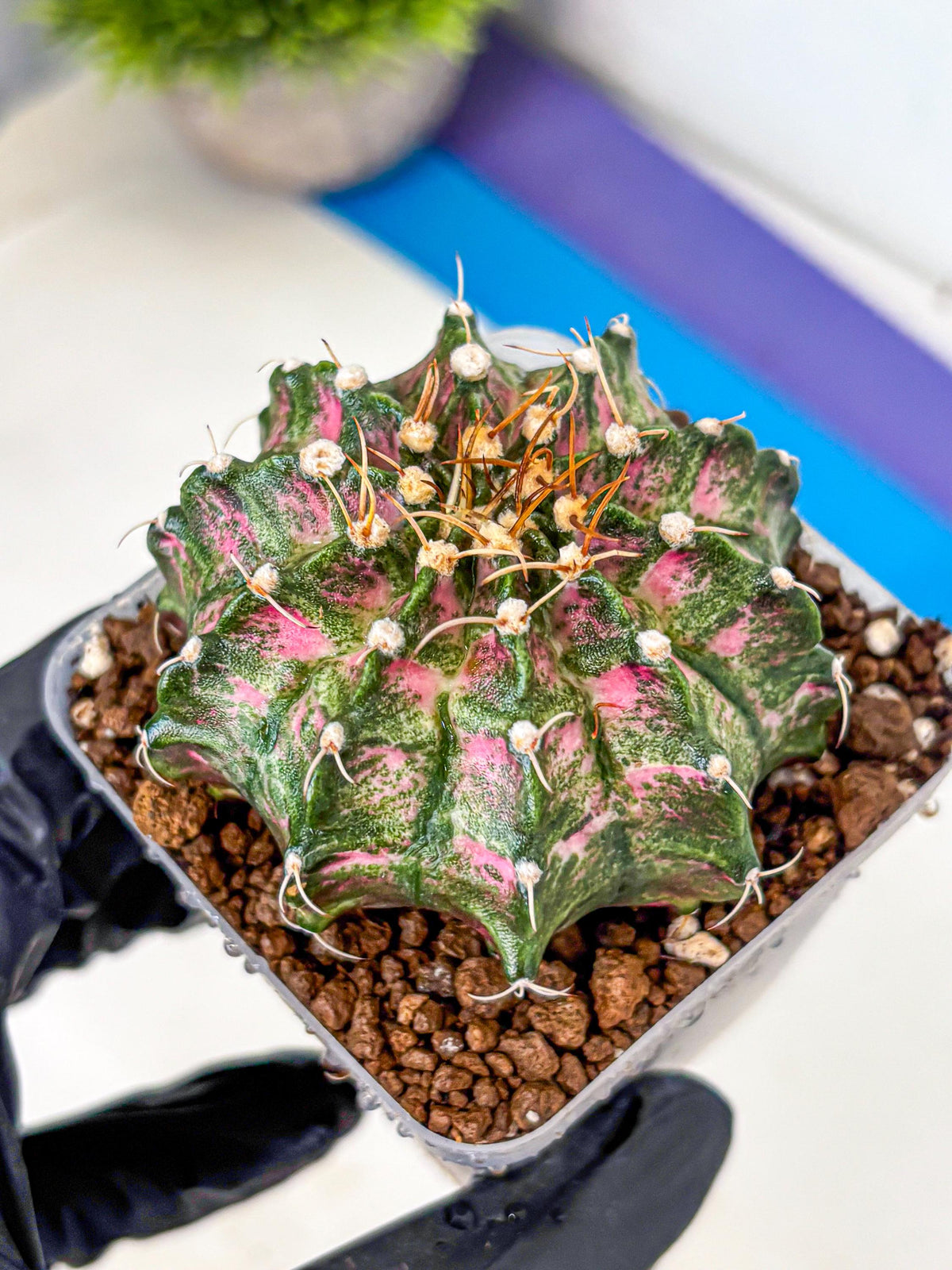 Gymnocalycium T-Lux Neon (gy14) (13) | Collector’s Edition