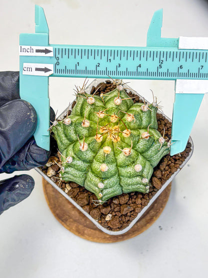Gymnocalycium T-Lux Neon (gy14) (14) | Collector’s Edition