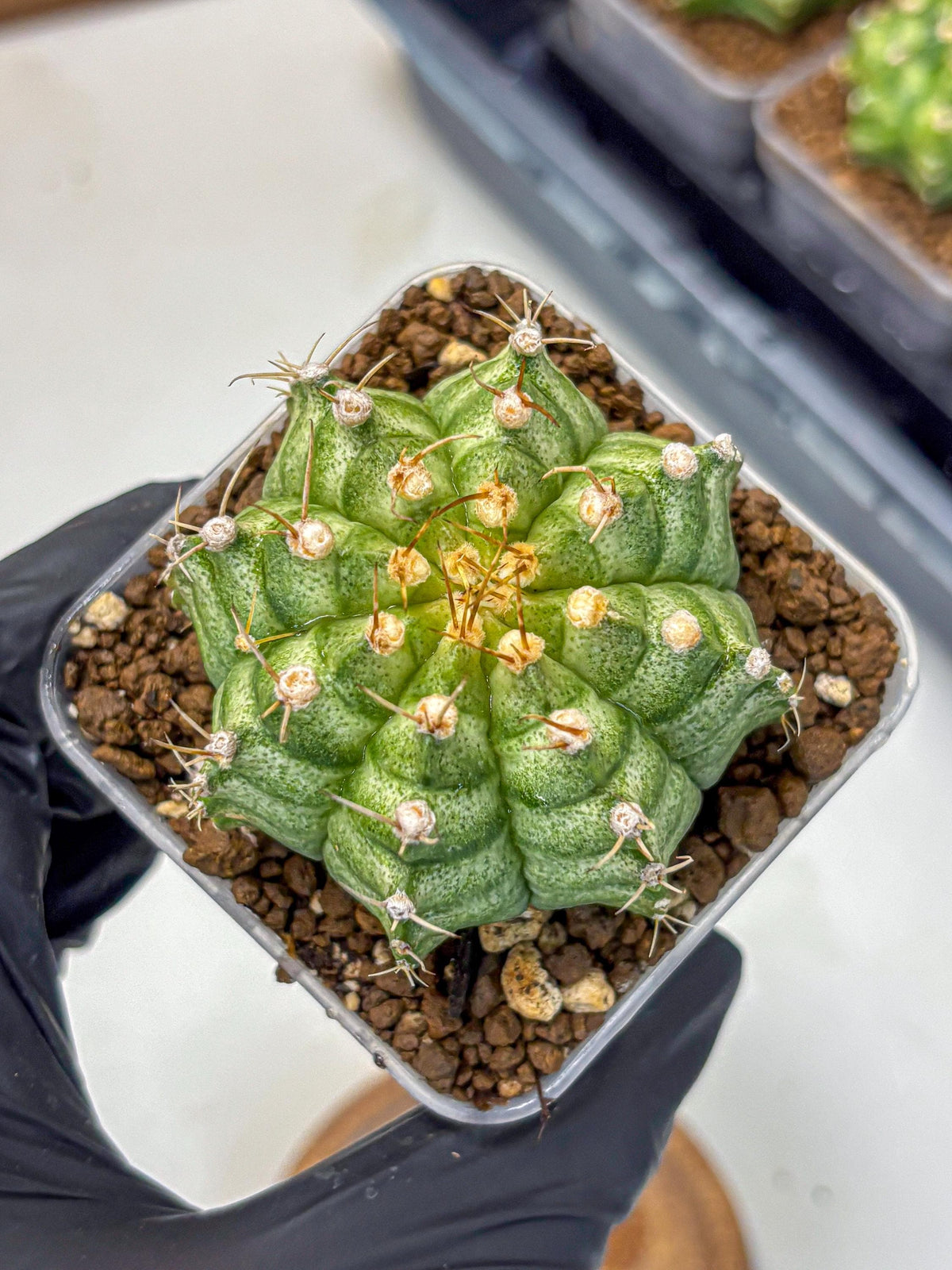 Gymnocalycium T-Lux Neon (gy14) (14) | Collector’s Edition