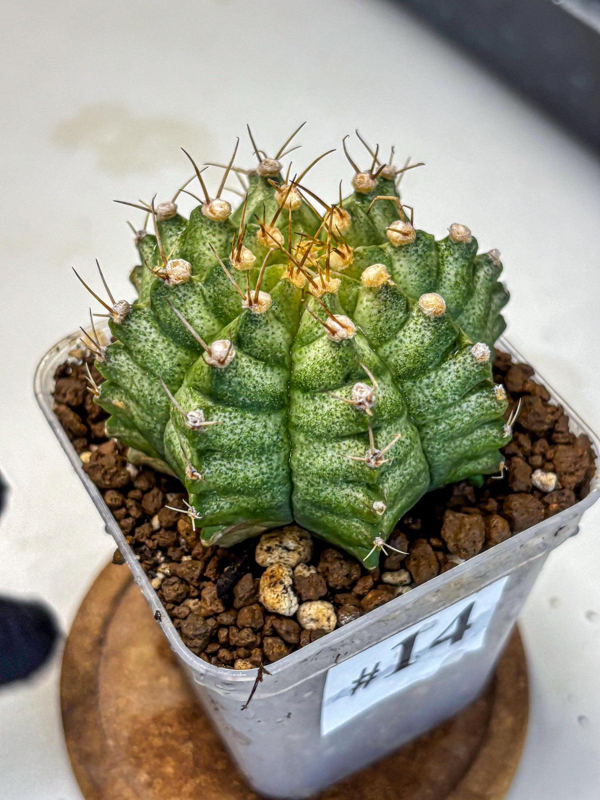 Gymnocalycium T-Lux Neon (gy14) (14) | Collector’s Edition