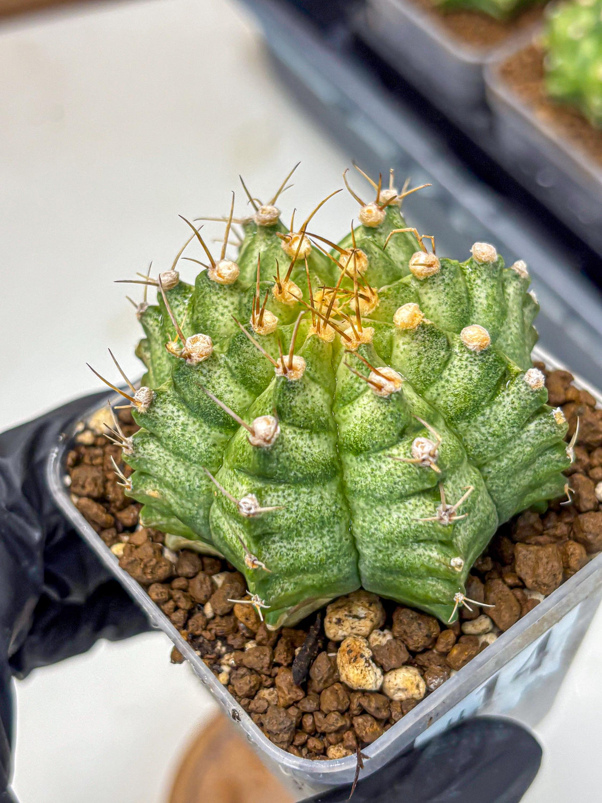 Gymnocalycium T-Lux Neon (gy14) (14) | Collector’s Edition