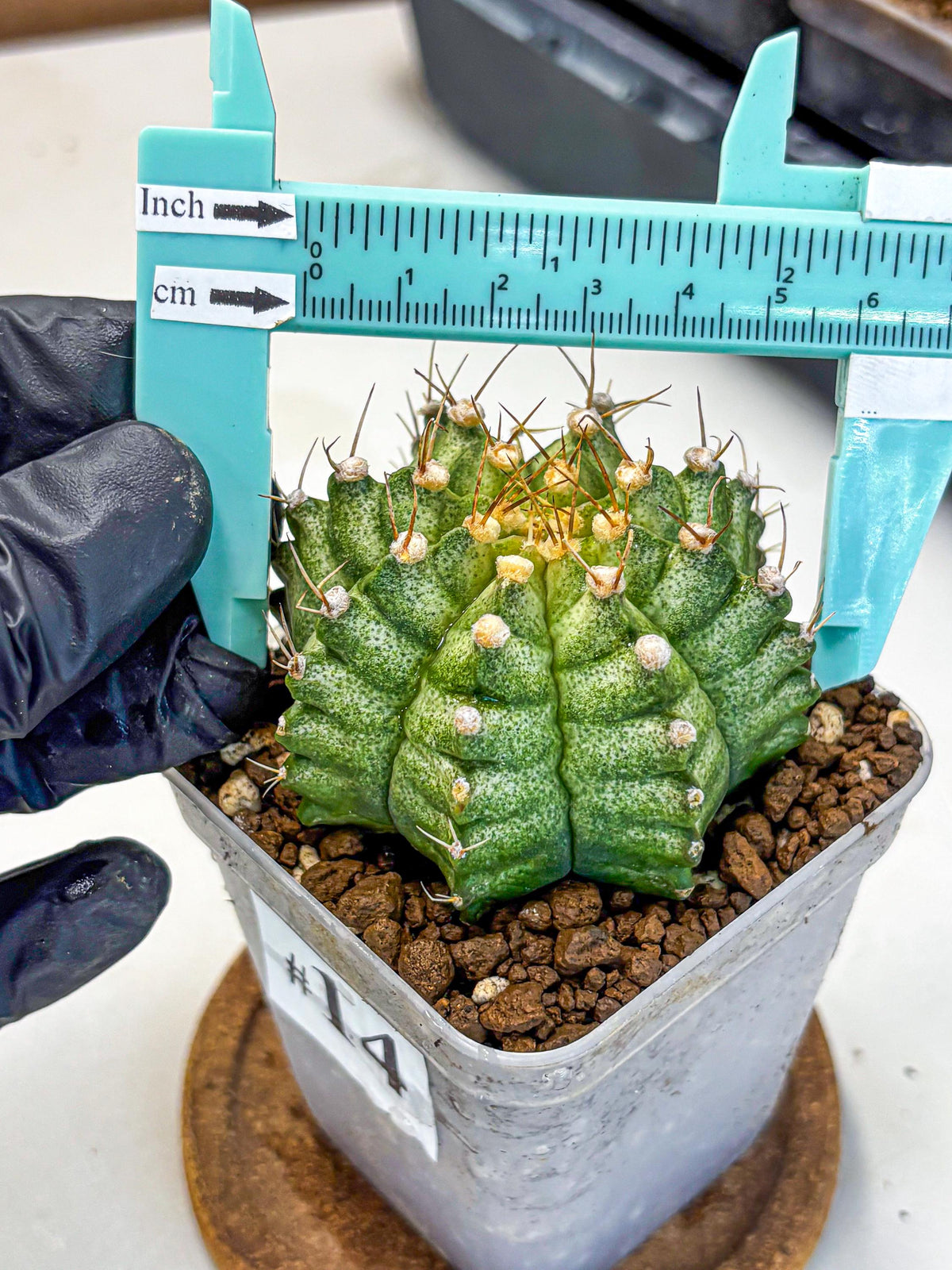Gymnocalycium T-Lux Neon (gy14) (14) | Collector’s Edition