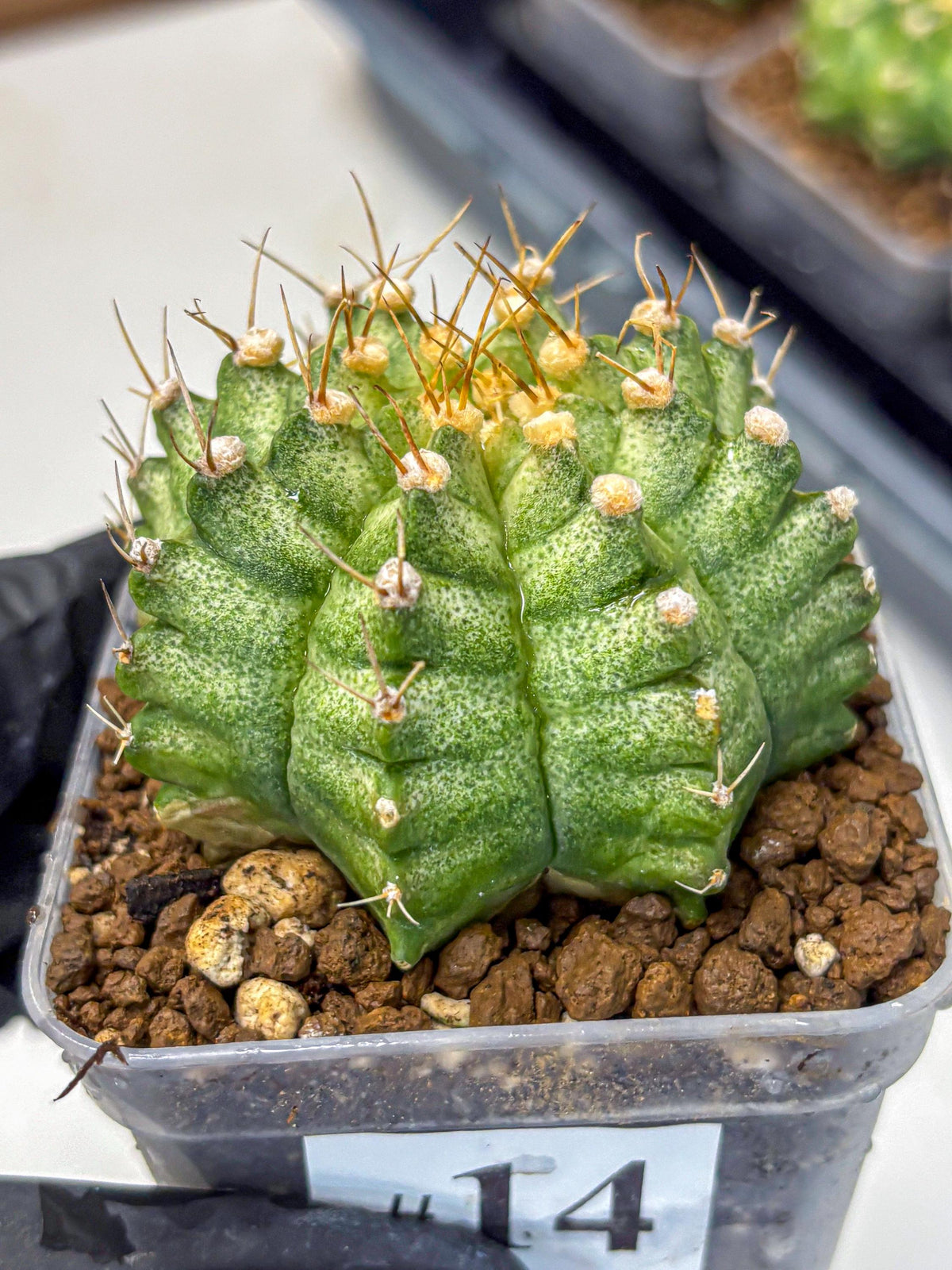 Gymnocalycium T-Lux Neon (gy14) (14) | Collector’s Edition