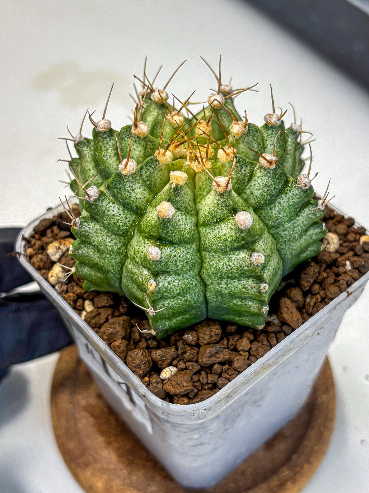 Gymnocalycium T-Lux Neon (gy14) (14) | Collector’s Edition