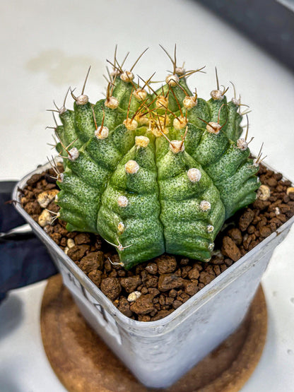 Gymnocalycium T-Lux Neon (gy14) (14) | Collector’s Edition