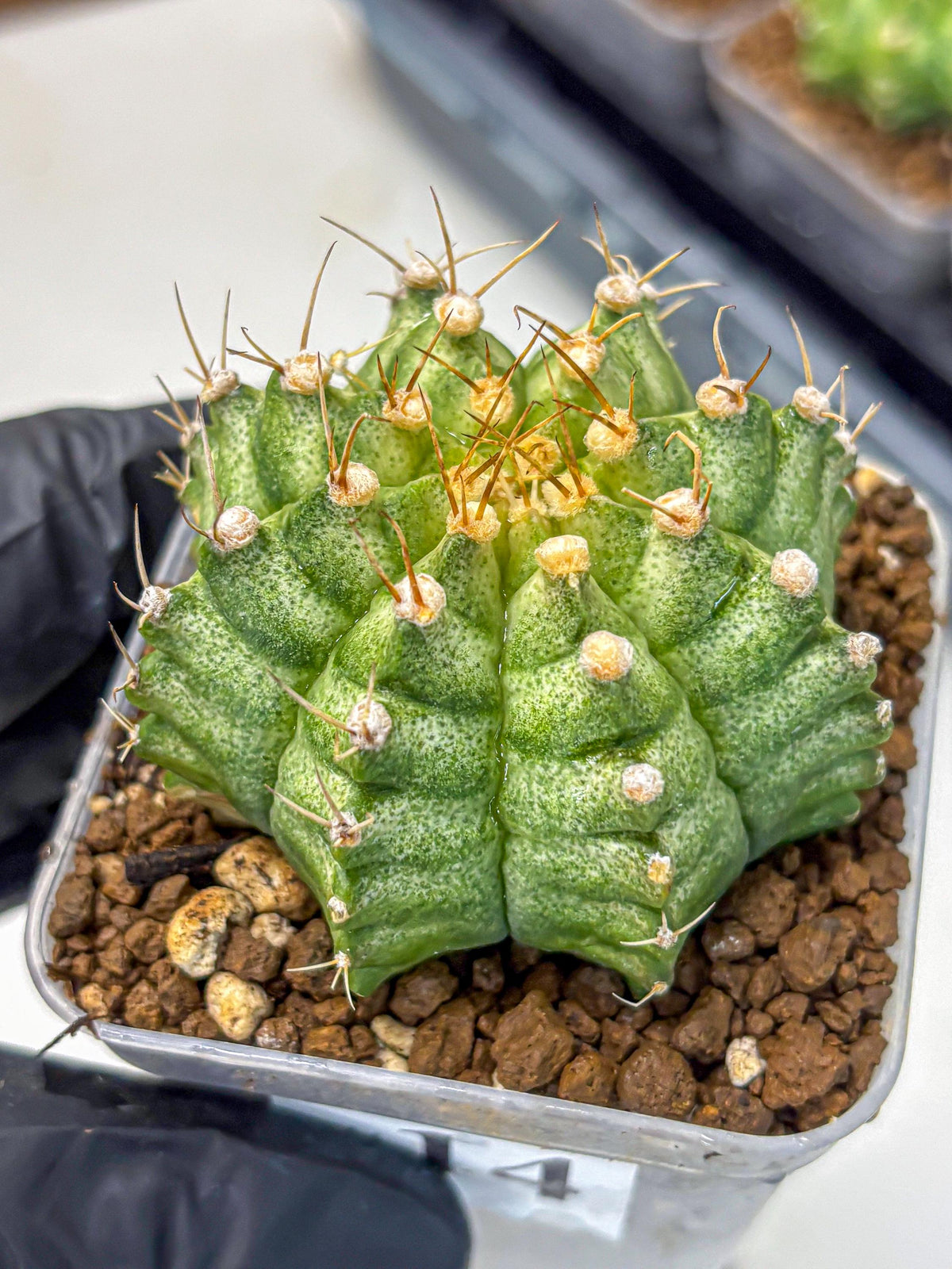 Gymnocalycium T-Lux Neon (gy14) (14) | Collector’s Edition