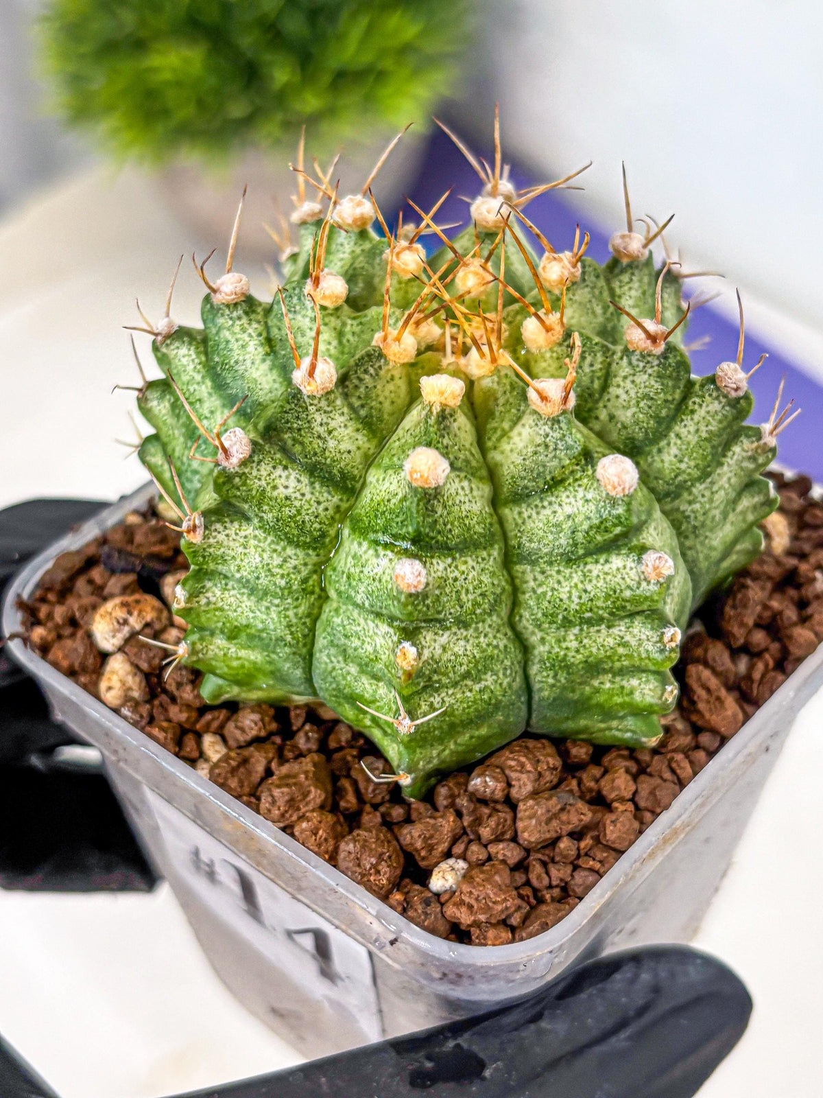 Gymnocalycium T-Lux Neon (gy14) (14) | Collector’s Edition