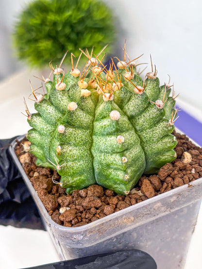 Gymnocalycium T-Lux Neon (gy14) (14) | Collector’s Edition