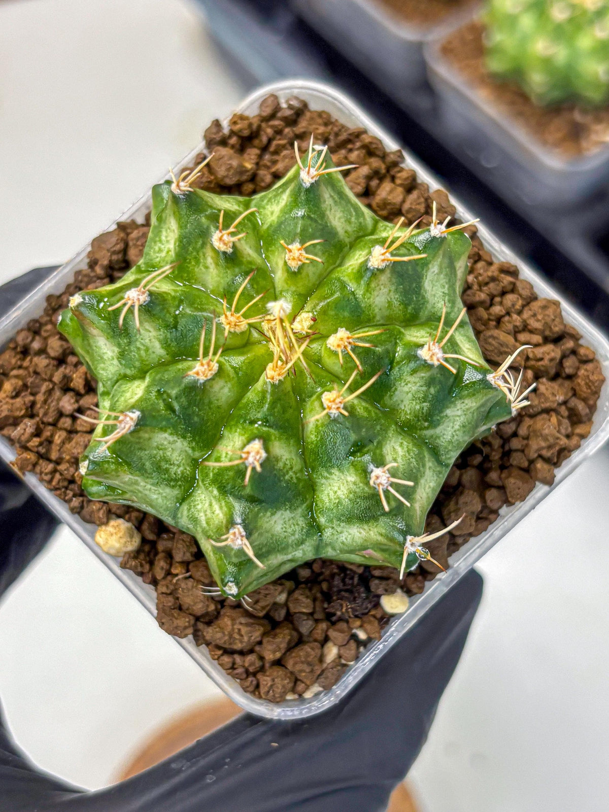 Gymnocalycium T-Lux Neon (gy14) (15) | Collector’s Edition