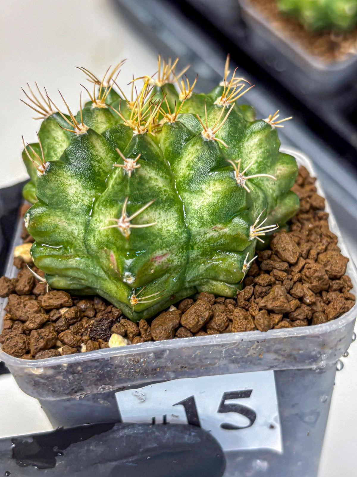 Gymnocalycium T-Lux Neon (gy14) (15) | Collector’s Edition