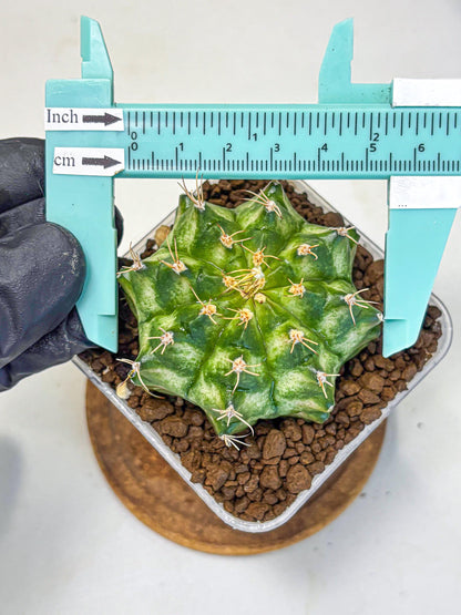 Gymnocalycium T-Lux Neon (gy14) (15) | Collector’s Edition