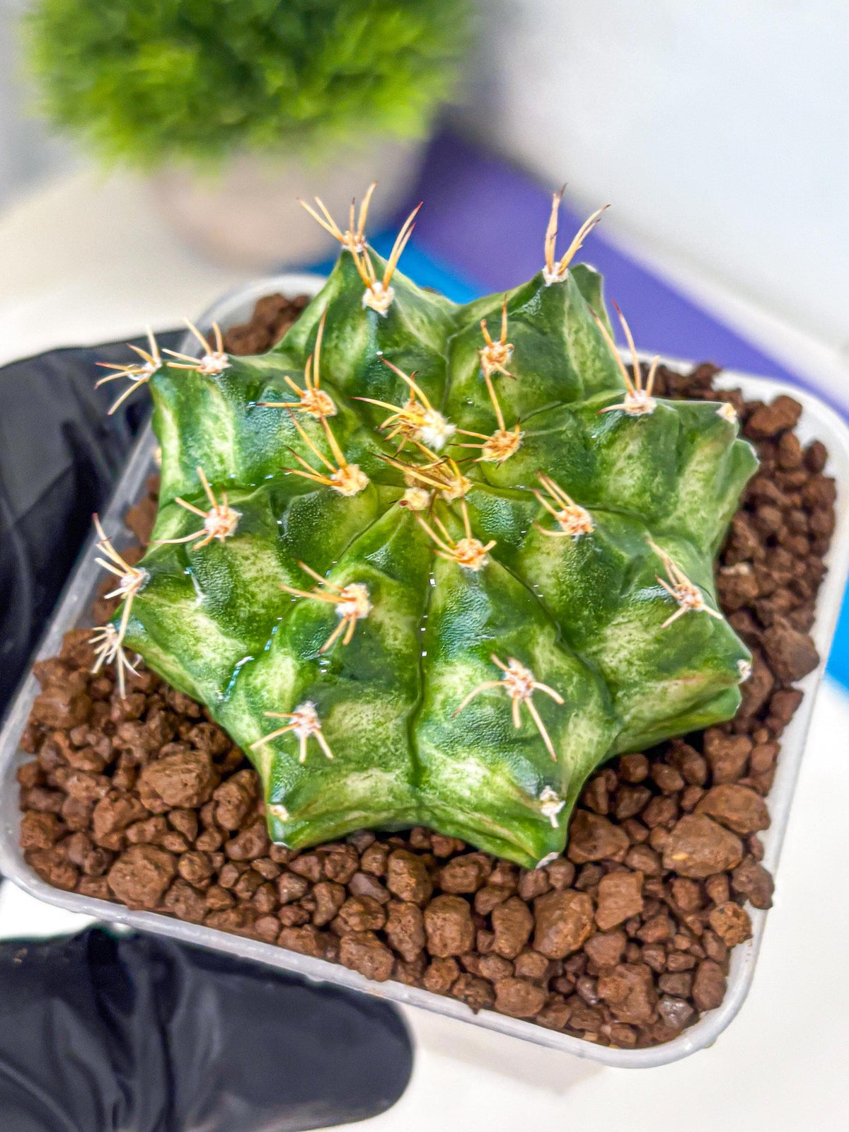 Gymnocalycium T-Lux Neon (gy14) (15) | Collector’s Edition