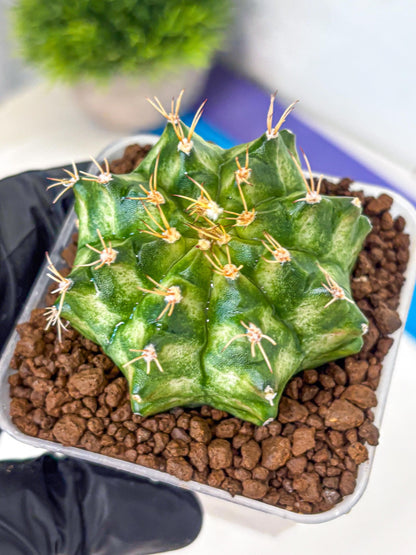 Gymnocalycium T-Lux Neon (gy14) (15) | Collector’s Edition