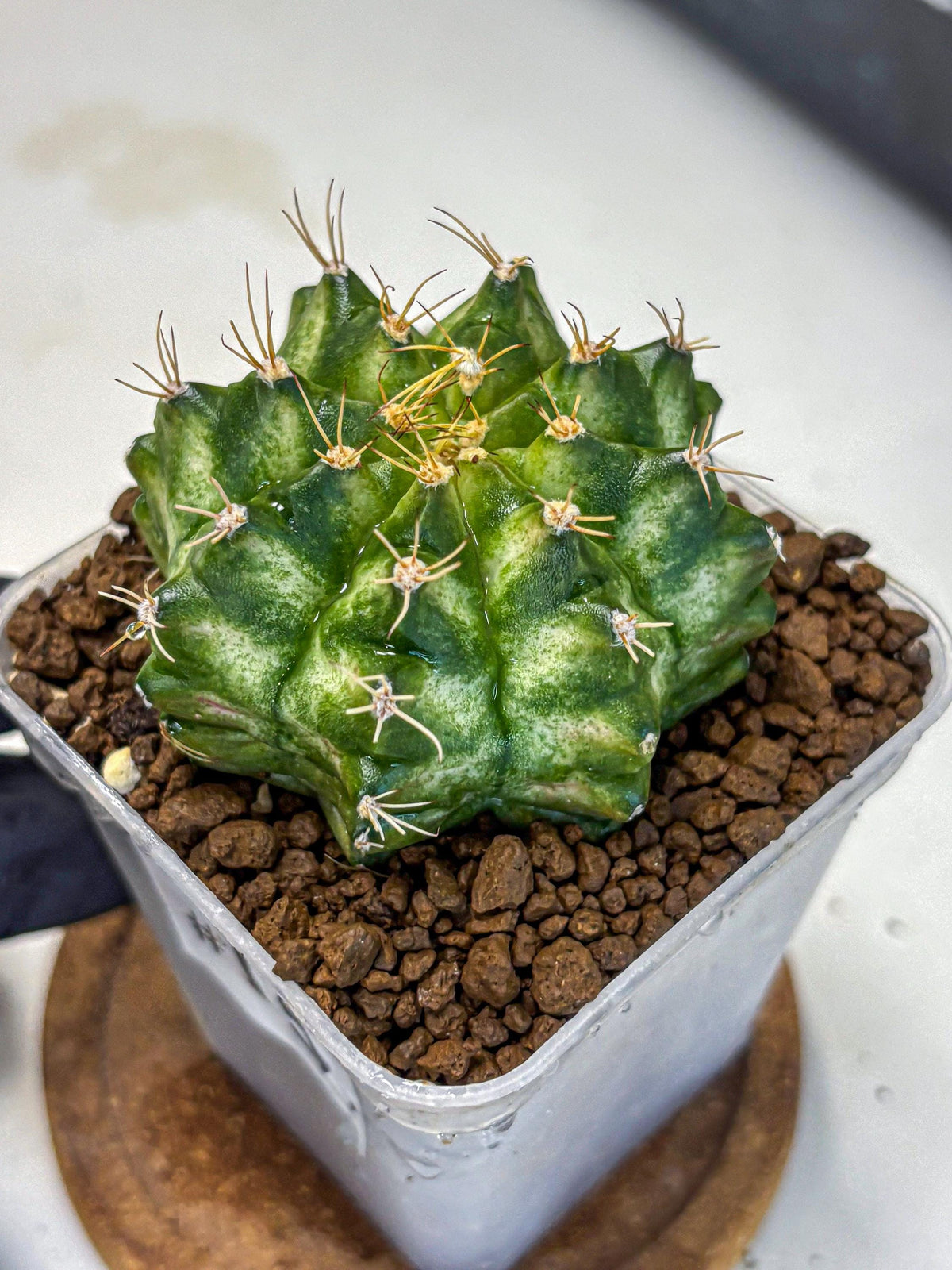 Gymnocalycium T-Lux Neon (gy14) (15) | Collector’s Edition