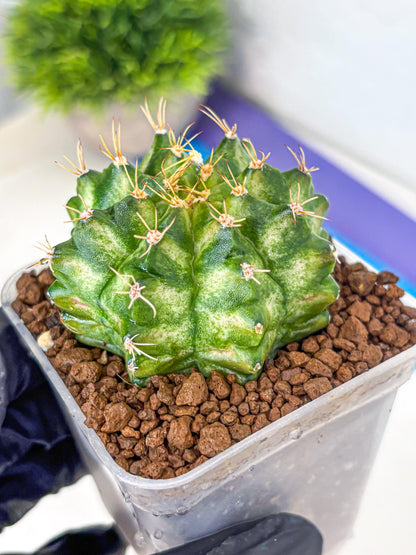 Gymnocalycium T-Lux Neon (gy14) (15) | Collector’s Edition