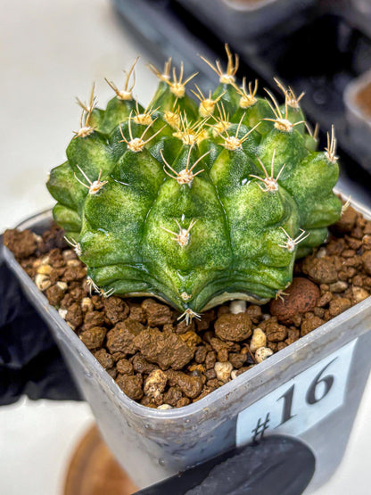 Gymnocalycium T-Lux Neon (gy14) (16) | Collector’s Edition