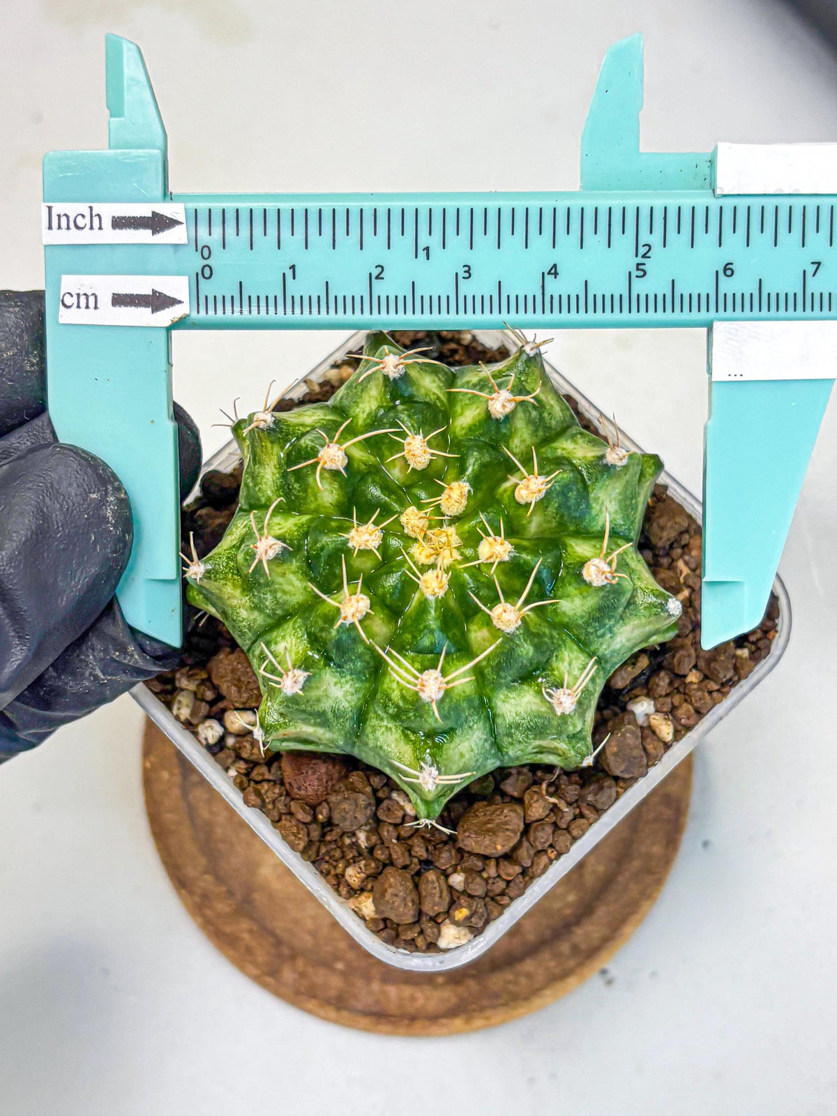 Gymnocalycium T-Lux Neon (gy14) (16) | Collector’s Edition