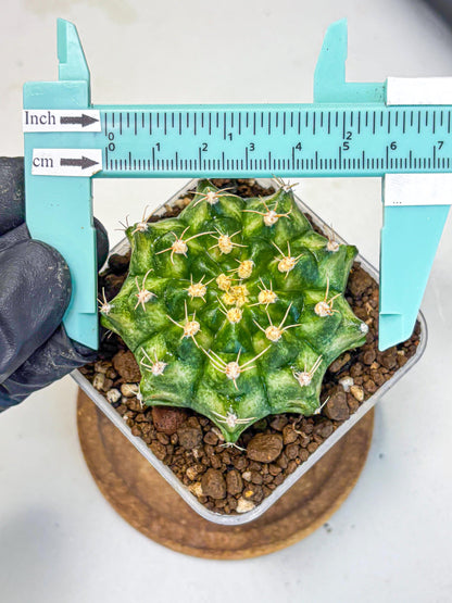 Gymnocalycium T-Lux Neon (gy14) (16) | Collector’s Edition