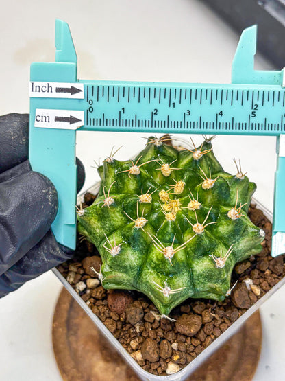 Gymnocalycium T-Lux Neon (gy14) (16) | Collector’s Edition