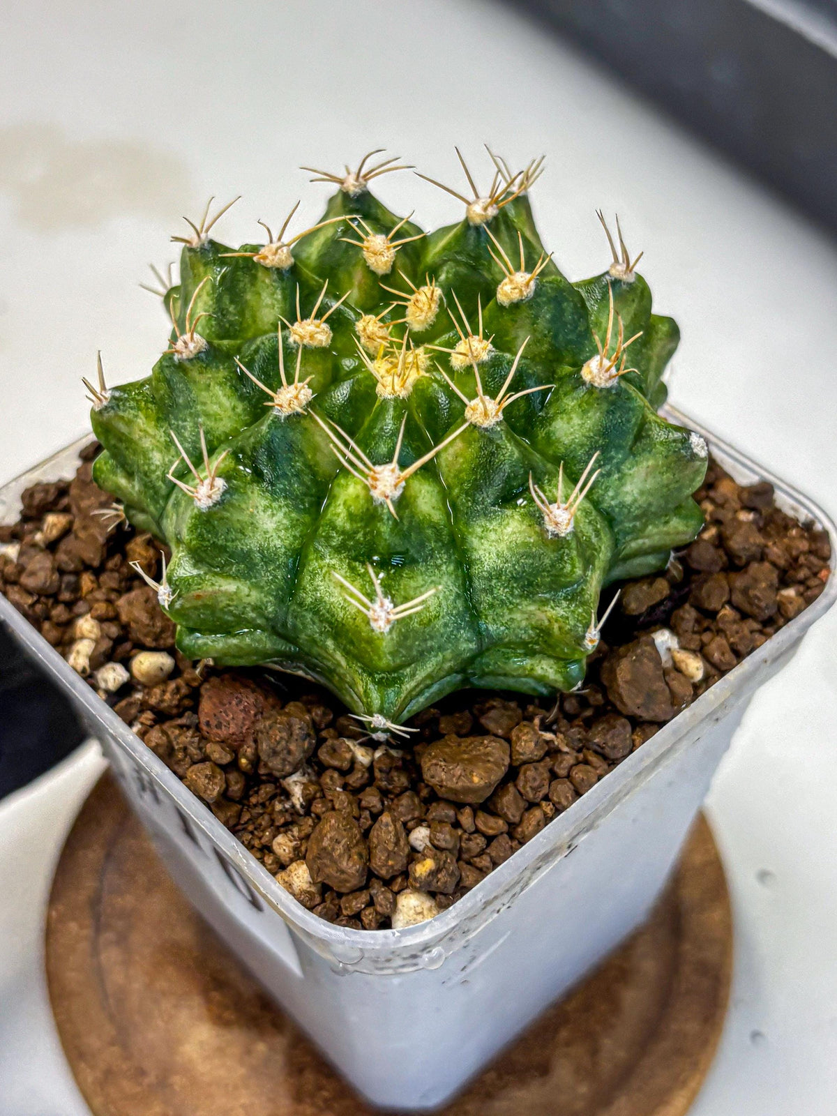 Gymnocalycium T-Lux Neon (gy14) (16) | Collector’s Edition