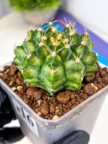 Gymnocalycium T-Lux Neon (gy14) (16) | Collector’s Edition