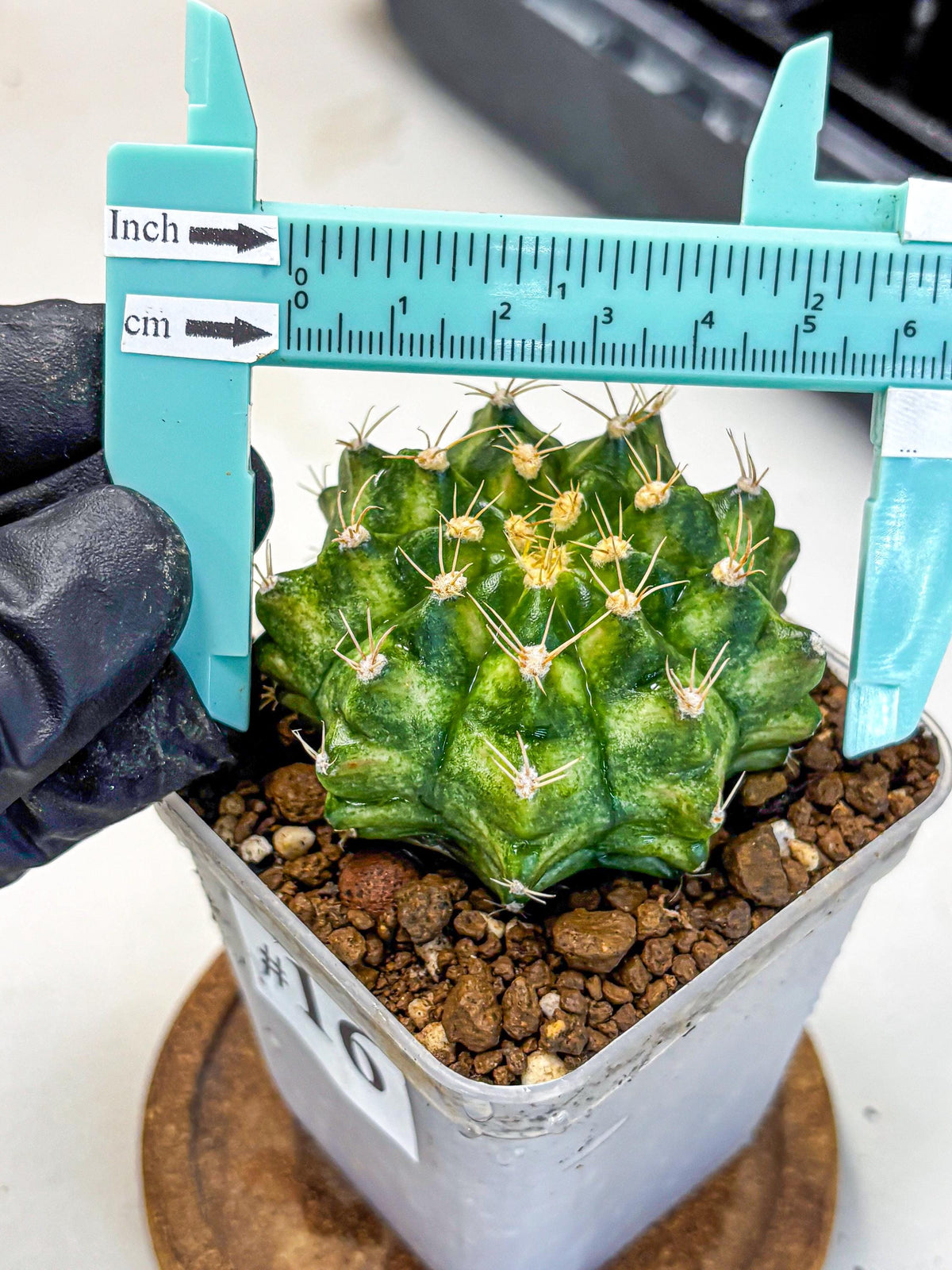 Gymnocalycium T-Lux Neon (gy14) (16) | Collector’s Edition