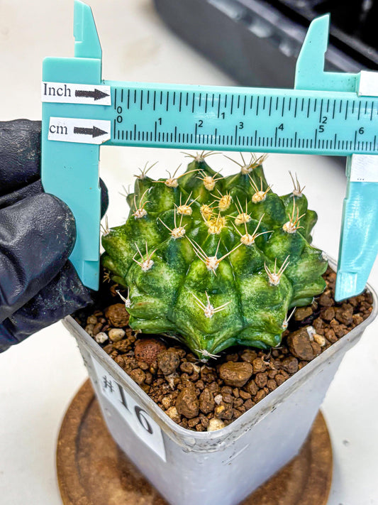 Gymnocalycium T-Lux Neon (gy14) (16) | Collector’s Edition