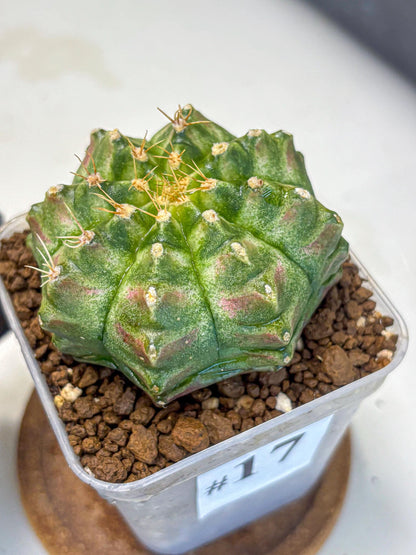 Gymnocalycium T-Lux Neon (gy14) (17) | Collector’s Edition