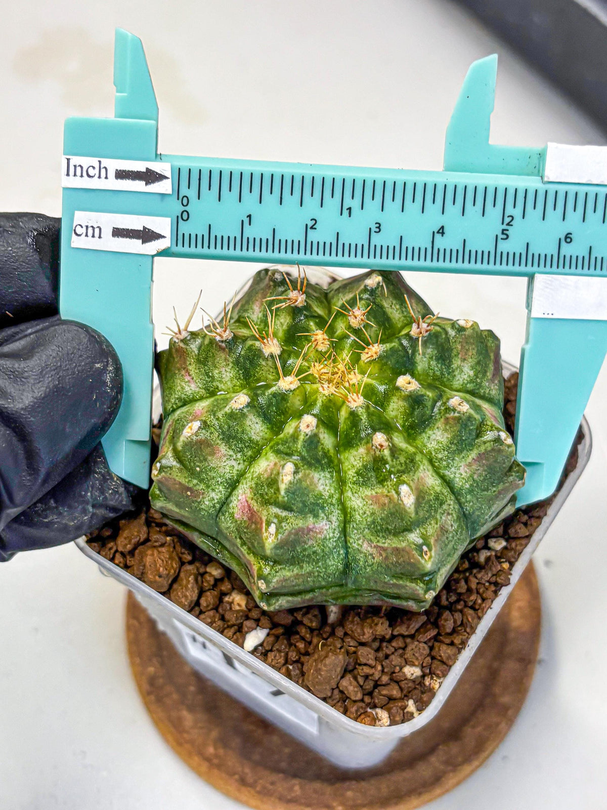 Gymnocalycium T-Lux Neon (gy14) (17) | Collector’s Edition