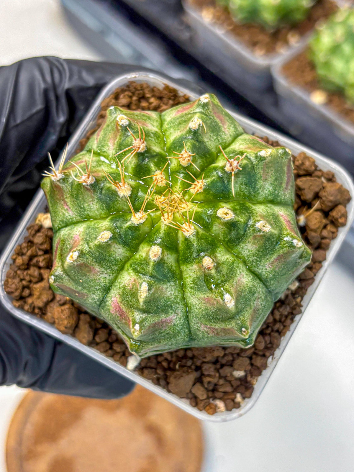 Gymnocalycium T-Lux Neon (gy14) (17) | Collector’s Edition