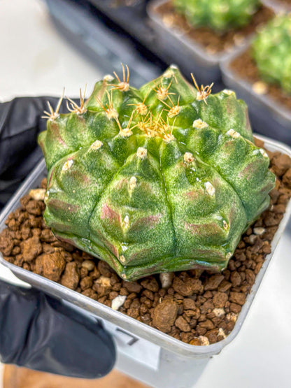 Gymnocalycium T-Lux Neon (gy14) (17) | Collector’s Edition