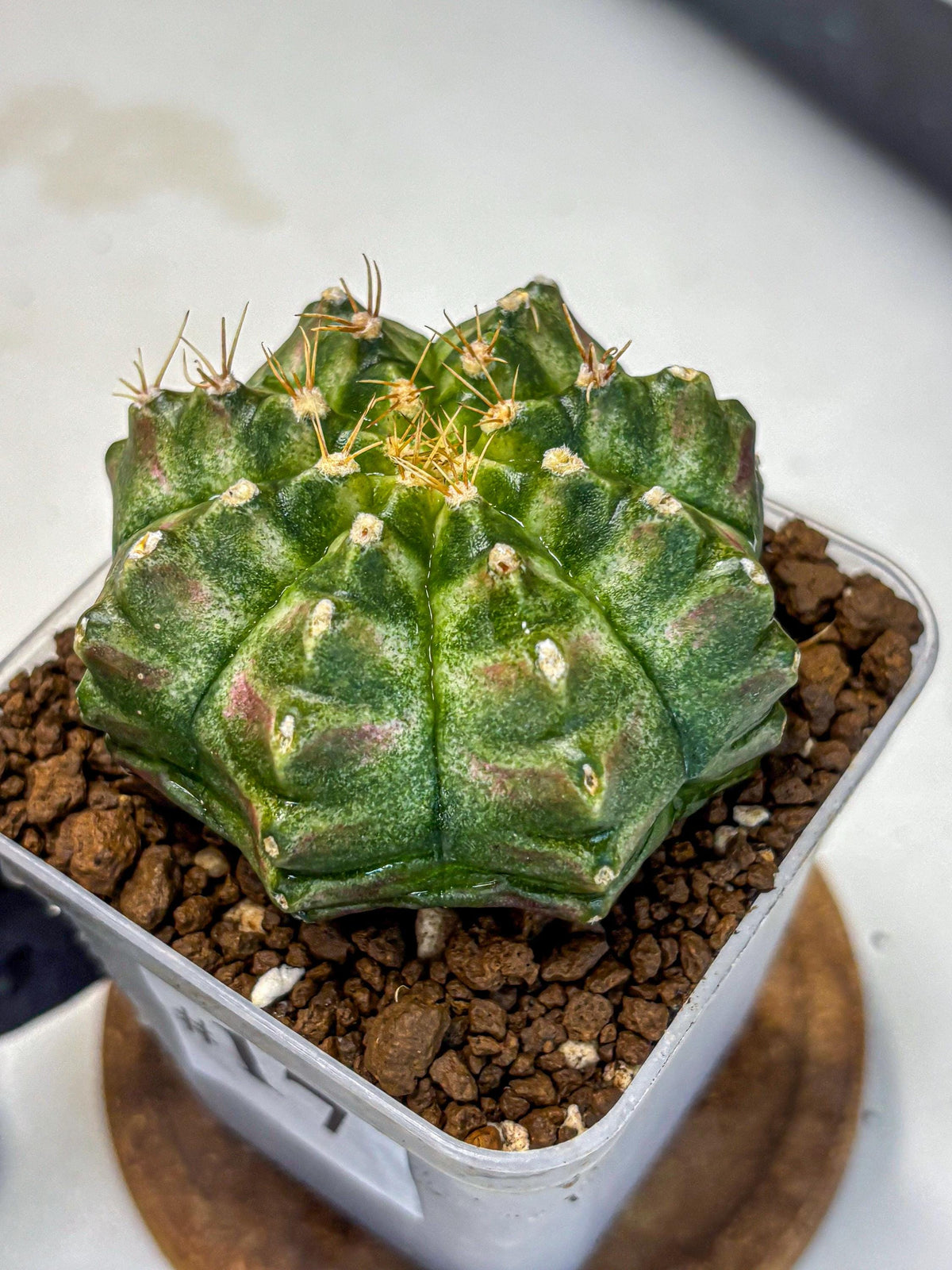 Gymnocalycium T-Lux Neon (gy14) (17) | Collector’s Edition