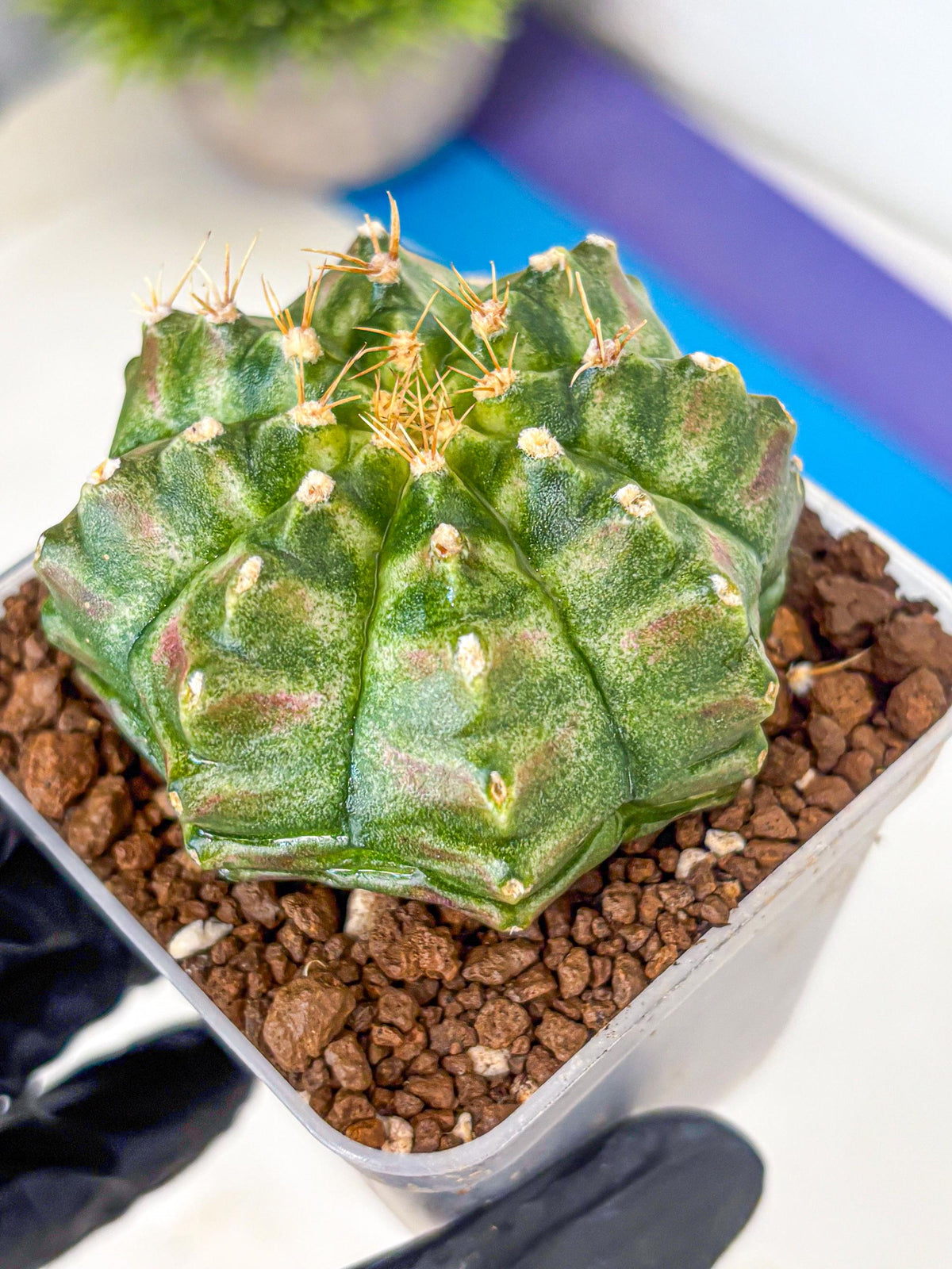 Gymnocalycium T-Lux Neon (gy14) (17) | Collector’s Edition