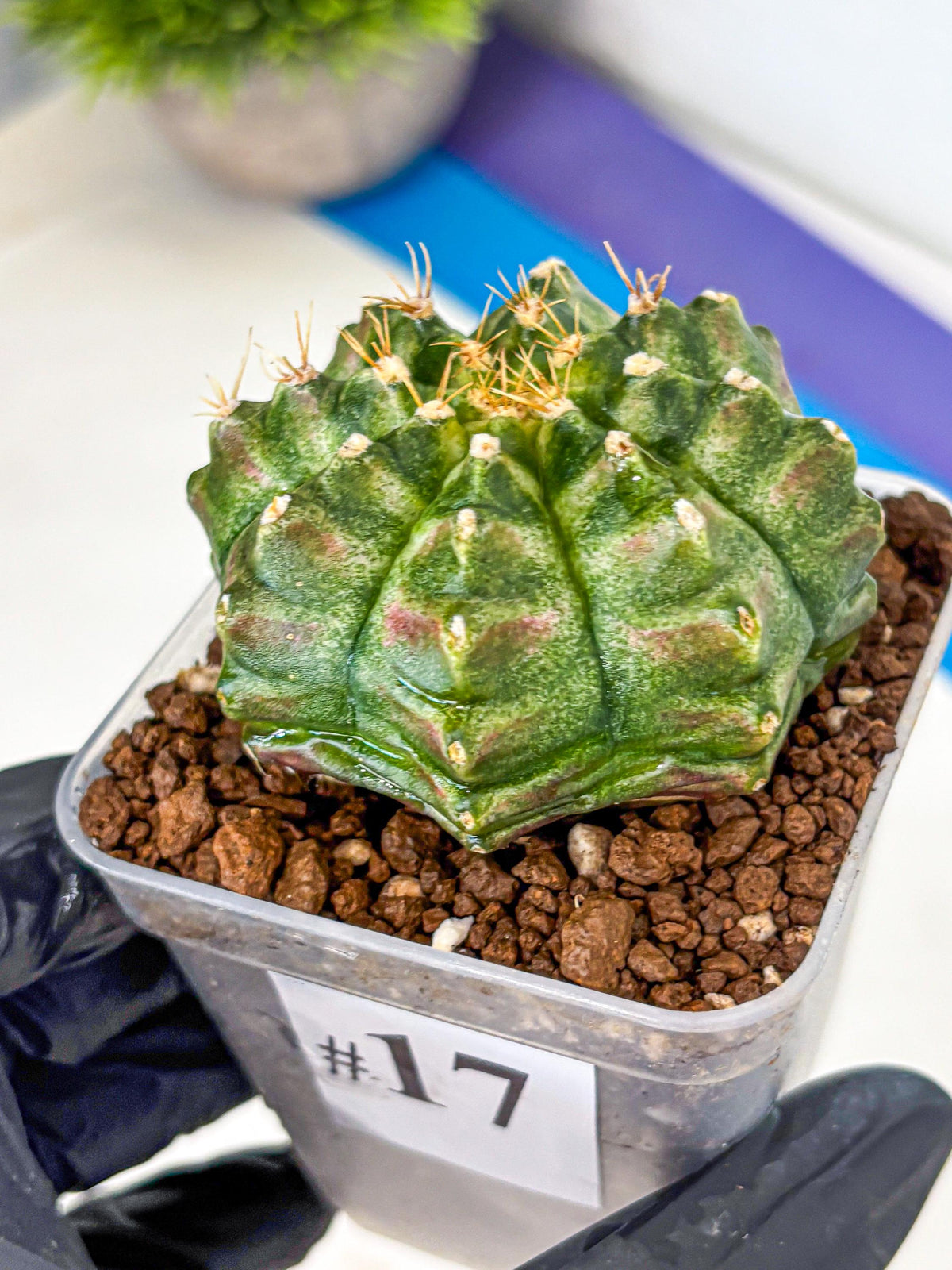 Gymnocalycium T-Lux Neon (gy14) (17) | Collector’s Edition
