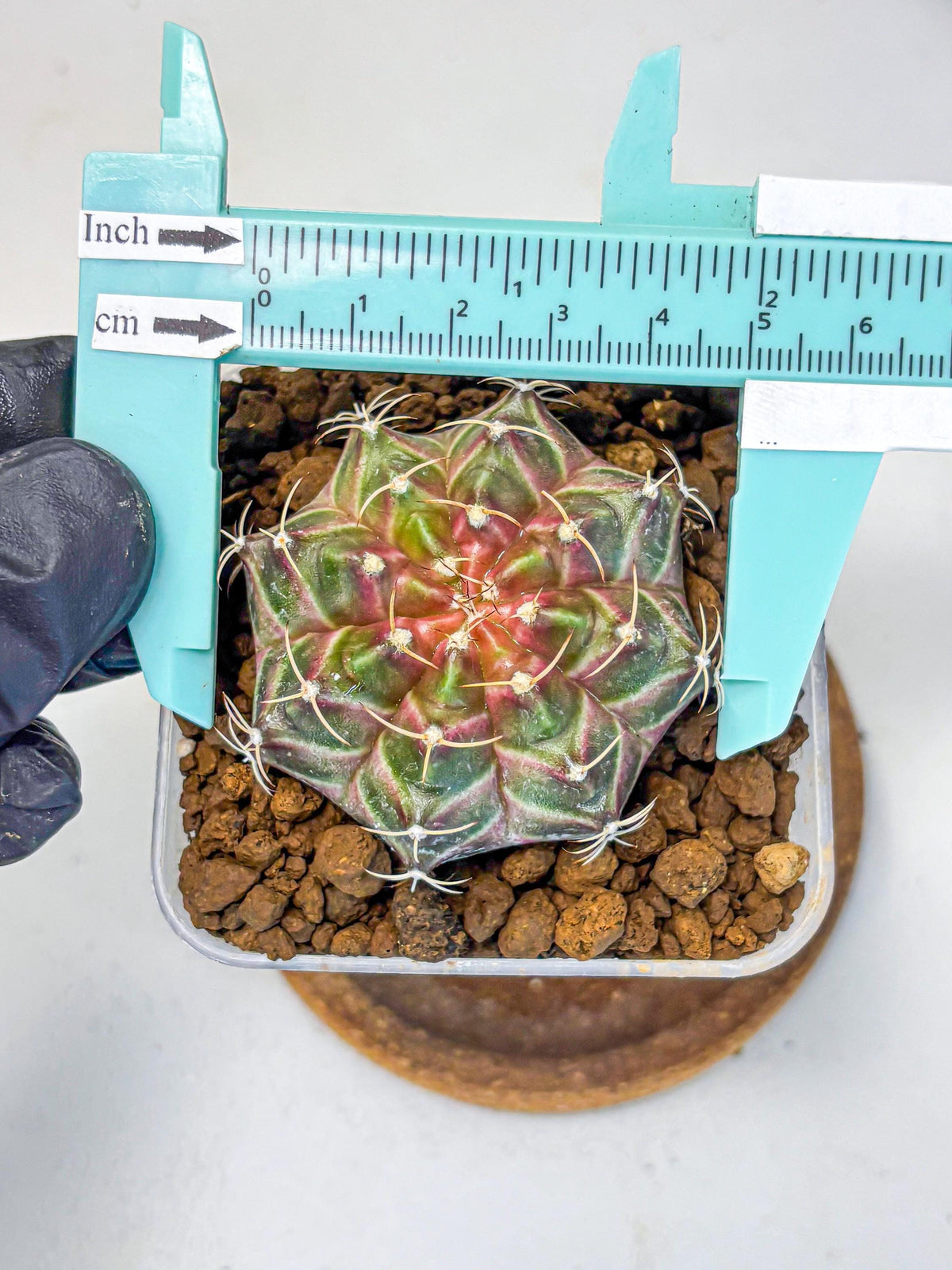 Gymnocalycium Neon (gy16) (1) | Variegated cactus