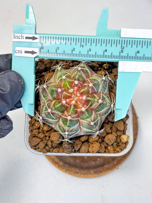 Gymnocalycium Neon (gy16) (1) | Variegated cactus