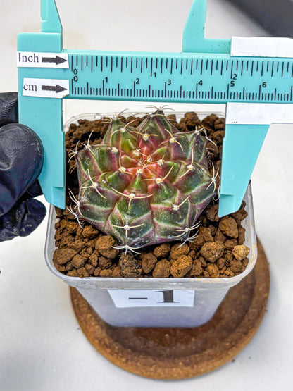 Gymnocalycium Neon (gy16) (1) | Variegated cactus