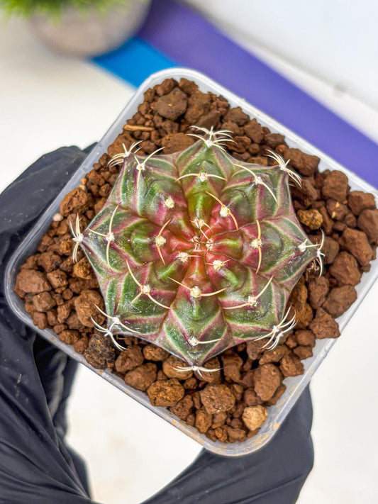 Gymnocalycium Neon (gy16) (1) | Variegated cactus