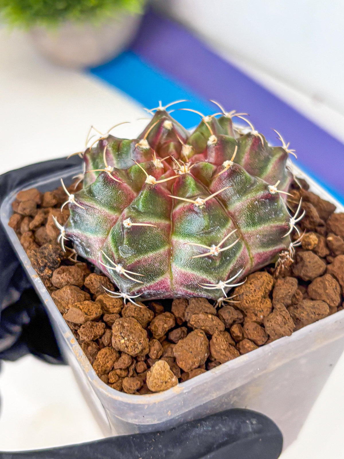 Gymnocalycium Neon (gy16) (1) | Variegated cactus