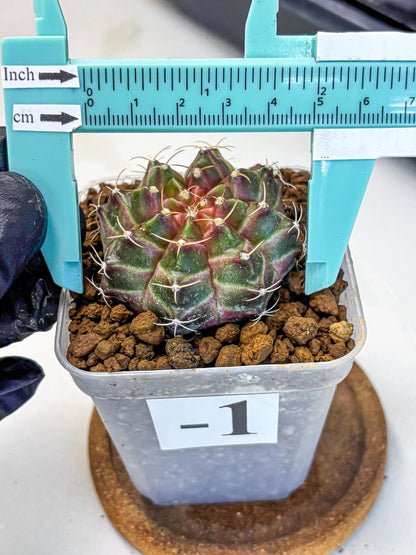 Gymnocalycium Neon (gy16) (1) | Variegated cactus