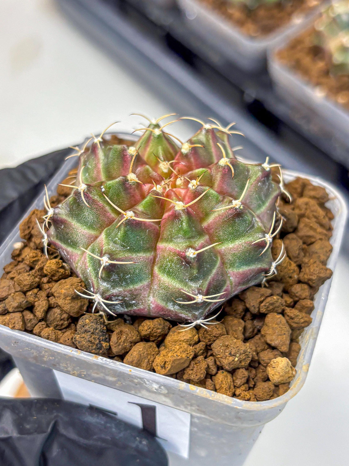 Gymnocalycium Neon (gy16) (1) | Variegated cactus