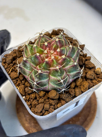 Gymnocalycium Neon (gy16) (1) | Variegated cactus
