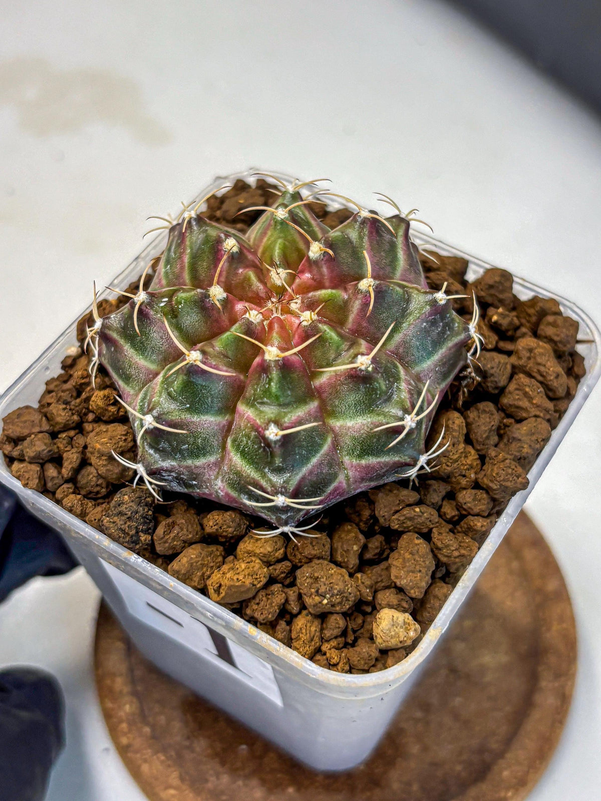 Gymnocalycium Neon (gy16) (1) | Variegated cactus