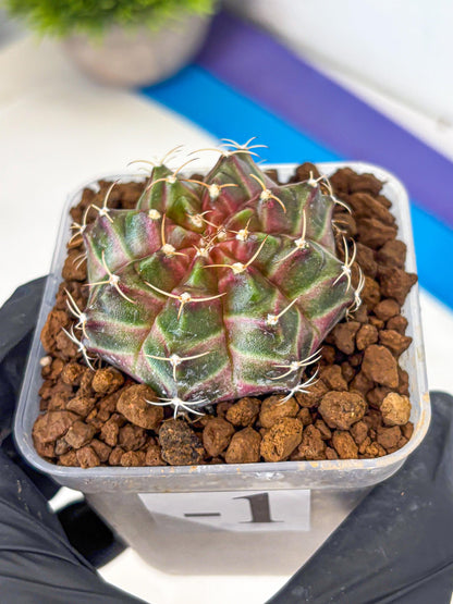 Gymnocalycium Neon (gy16) (1) | Variegated cactus