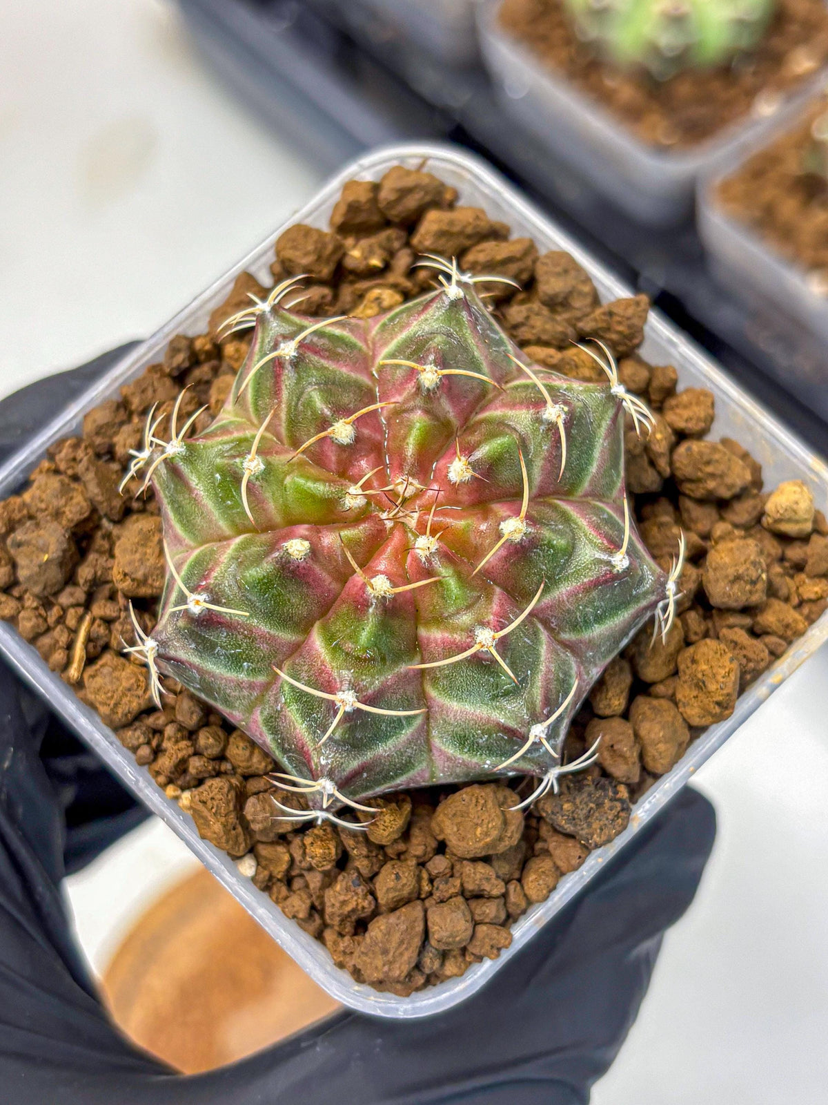 Gymnocalycium Neon (gy16) (1) | Variegated cactus