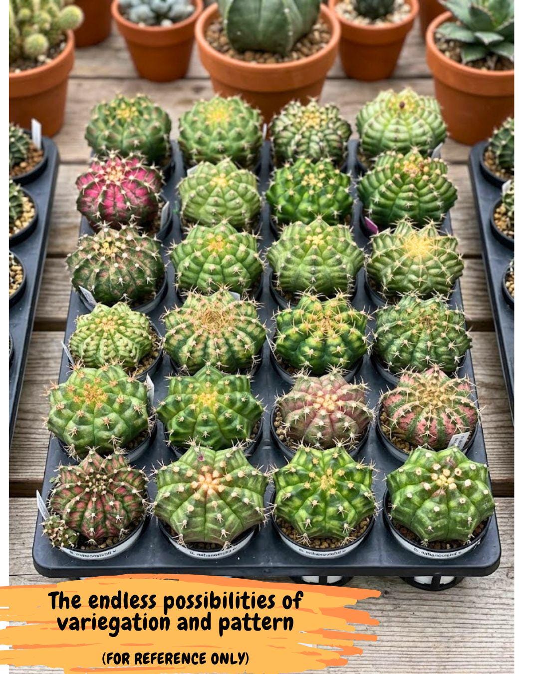 Gymnocalycium T-Lux Neon (gy14) (4) | Collector’s Edition